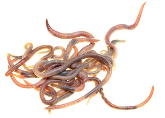 Earthworms isolated on a white