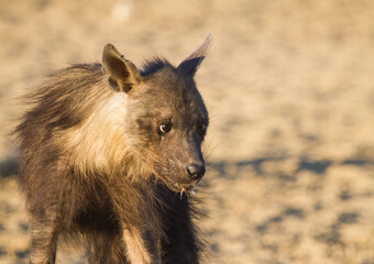 Brown hyena (Hyaena brunnea) closeup portrait in the Kalahari desert South Africa