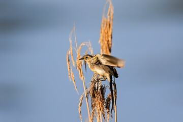 sedge warbler in his natural environment