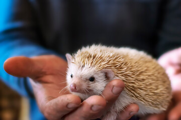 African hedgehog on the palms of a man.