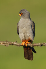 The red-footed falcon (Falco vespertinus), formerly western red-footed falcon, male sitting on the branch with green background