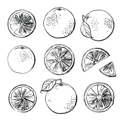 Oranges black line drawn on a white background. Vector drawing of fruits. 