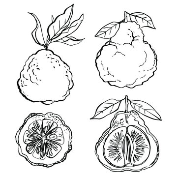 Kaffir lime black line drawn on a white background. Vector drawing of fruits. 