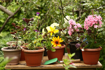 Fototapeta na wymiar red lily flower close up photo on pot plants background