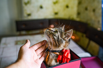 Funny kitten in pink gift. Female hands hold a gift box in which a kitten sits with a red bow. accept gifts concept