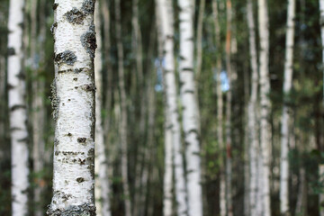 Fototapeta premium many white-black tree trunks with green leaves. landscape with birch grove