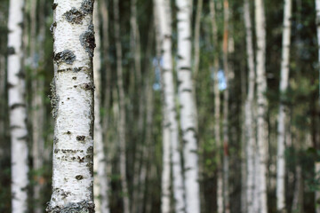 many white-black tree trunks with green leaves. landscape with birch grove