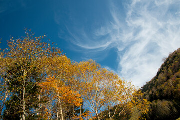 青空の下　紅葉した白樺の美しさ
