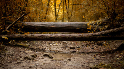 arboles bosque amarillas ojas charcos de agua