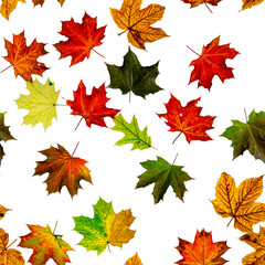 Fall leaf seamless pattern. Season leaves fall background. Autumn yellow red, orange leaf isolated on white. Colorful maple foliage.