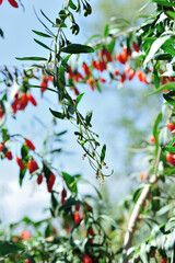 Goji berry fruits and plants in sunshine field