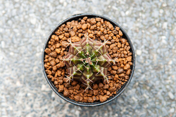 Cactus top view, Gymnocalycium Mihanovichii or gymnocalycium zebra sharp spikes details and zebra strips pattern