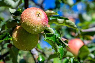 1 Apfel mit Wassertropfen in der Sonne