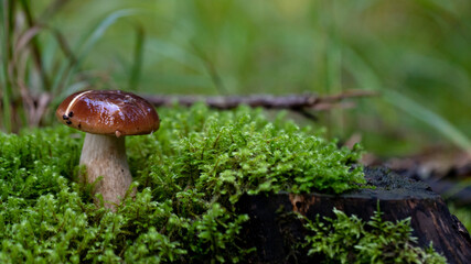 wet shiny boletus mushroom in the moss / Latvian forest