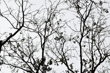 Tree branches silhouette on white background