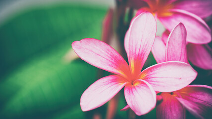 pink frangipani flower