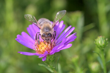 Bee pollinates Aster dumosus