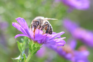Bee pollinates Aster dumosus