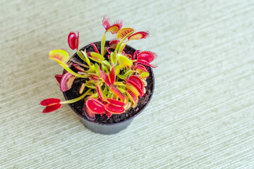 Fototapeta na wymiar Venus flytrap (Dionaea muscipula) grown at home. 