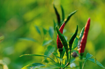 Growing  pepper Organic farming in mountains