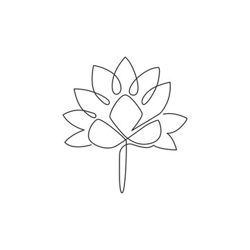 Water Lily Drawing Images Browse 11 460 Stock Photos Vectors And Video Adobe Stock