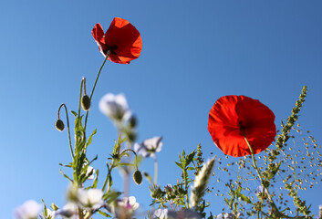 赤い花と白い花と空