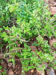 A Beautiful Basil Plants For Background