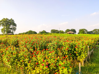 Fototapeta na wymiar fields with flowers near Hanoi in Vietnam