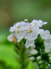 Heliotropium indicum (Sangketan, buntut tikus, Indian heliotrope, Indian Turnsole, Heliophytum indicum, Heliotropium parviflorum, Tiaridium indicum) with a natural background