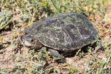 Draufsicht auf eine Bachschildkröte mit veralgtem Panzer
