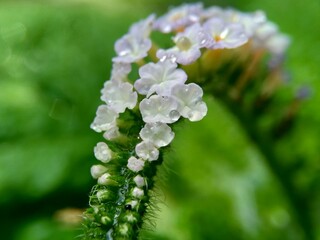 Heliotropium indicum (Sangketan, buntut tikus, Indian heliotrope, Indian Turnsole, Heliophytum...