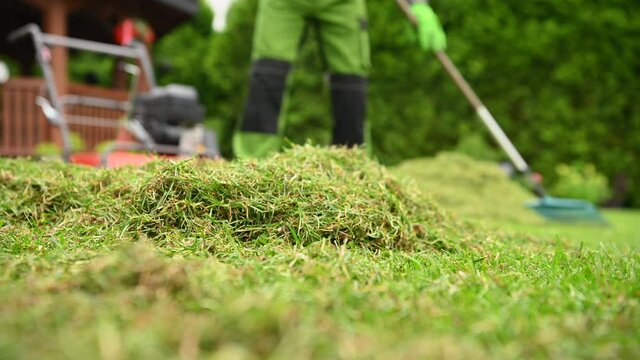Close View Of Small Pile Of Freshly Mowed Grass Clippings. Garden Laborer Raking Cut Grass And Tidying Lawn. 