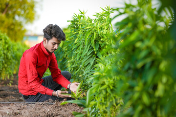 young indian agronomist analyzing field with smartphone