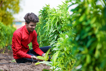 young indian agronomist analyzing field with smartphone