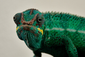 Panthercham&auml;elon