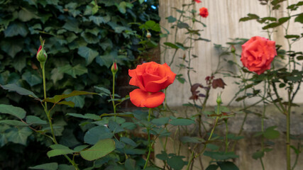 red roses in the garden