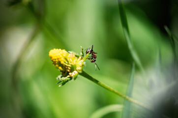 Macro photo of an ant and the beautiful white flowers on a sunshine day is in the garden