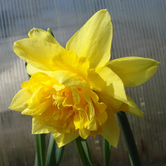Obraz premium An unusual yellow multi-leaf terry narcissus flower close-up. Spring garden flower.