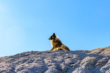 Homeless mongrel dog resting on a pile of gravel