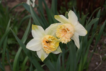 Unusual white-pink many-petal narcissus flowers close-up in the garden. Spring garden flowers.