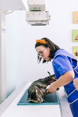 Vets with a cat in the x-ray room