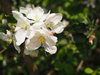 apple tree flowers