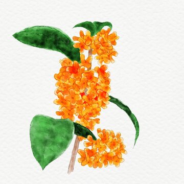 Osmanthus