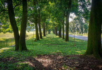 A row of trees in the forest with green grass in the morning 