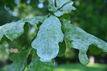 English oak tree is inffected by powdery mildew sick leafs