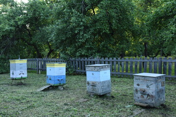 Wooden bee houses and honey production hive boxes on the summer apiary with wooden fence and trees on background