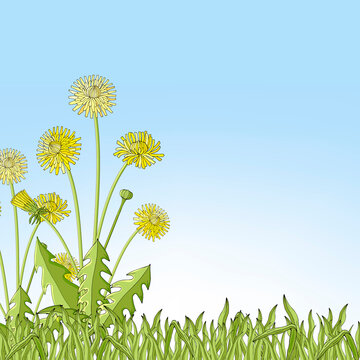Greeting card with dandelion flowers.Yellow flowers on a blue sky.Flat vector illustration.Hand drawing.