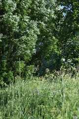 Summer wind or windy weather in the crown of trees or wind blow in treetops forest