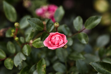 beautiful small rose flowers in pink close-up, on the background of green leaves in the garden