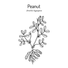 Peanut, or groundnut Arachis hypogaea .